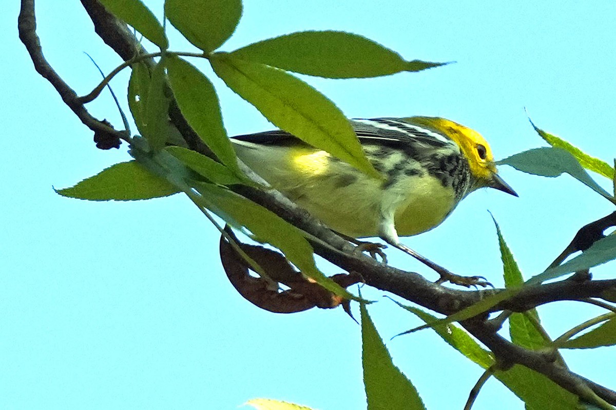 Black-throated Green Warbler - ML622050786