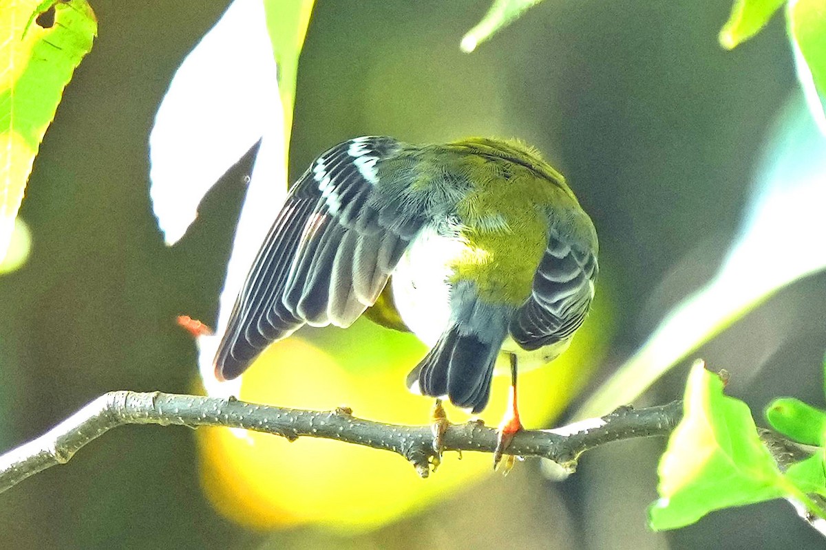 Black-throated Green Warbler - ML622050788