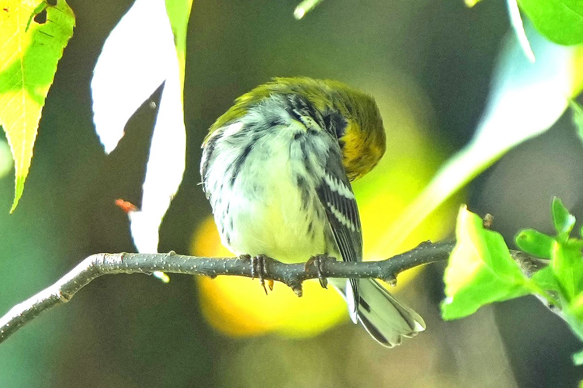 Black-throated Green Warbler - ML622050789