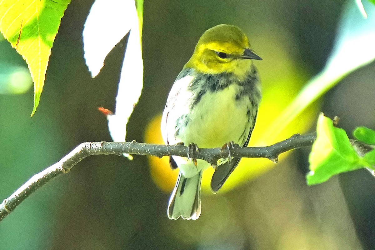 Black-throated Green Warbler - ML622050790