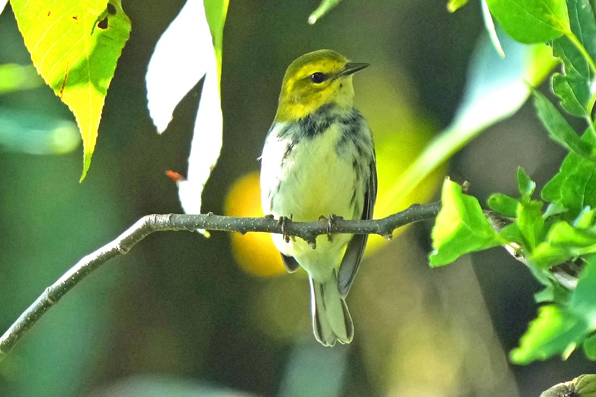 Black-throated Green Warbler - ML622050791