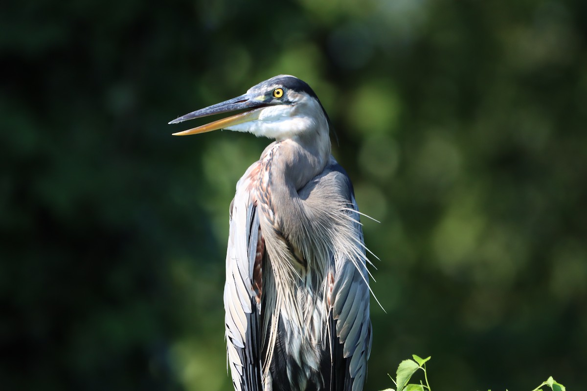 Great Blue Heron - ML622050794