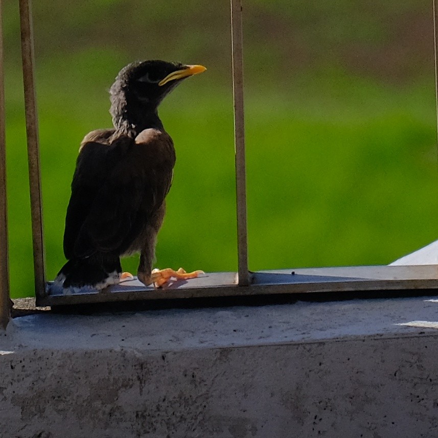 Common Myna - ML622050796