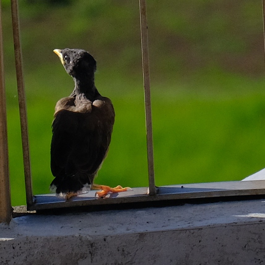 Common Myna - Kuan Chia Hsiu