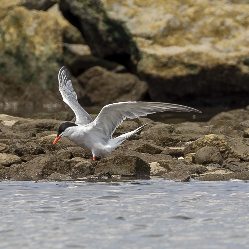 Forster's Tern - Alan Wells