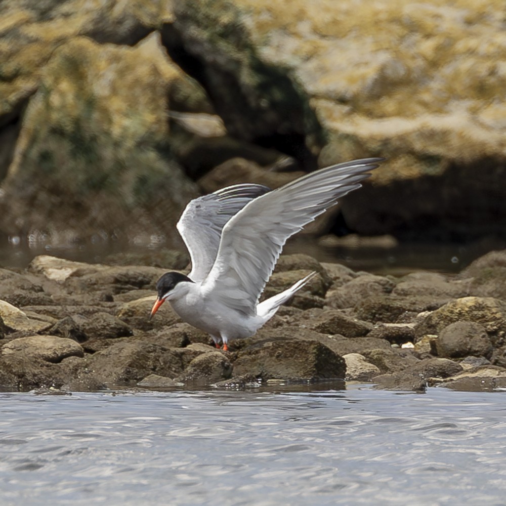 Forster's Tern - ML622050799