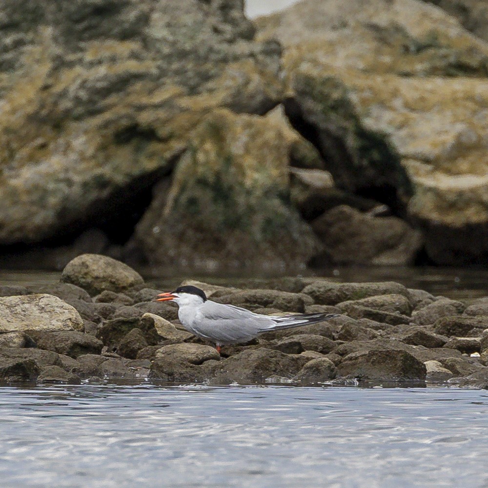 Forster's Tern - ML622050800