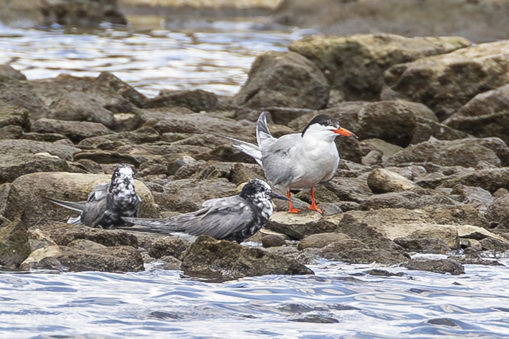 Forster's Tern - ML622050801