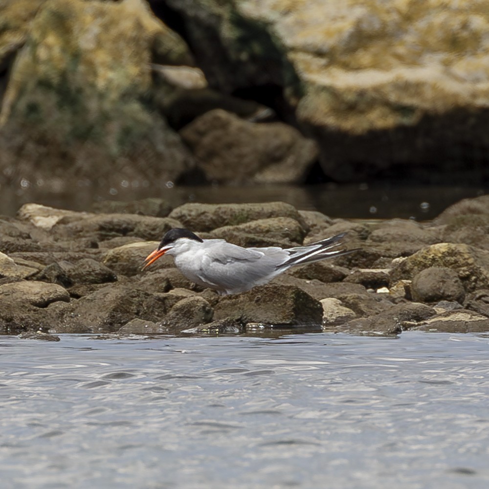 Forster's Tern - ML622050802