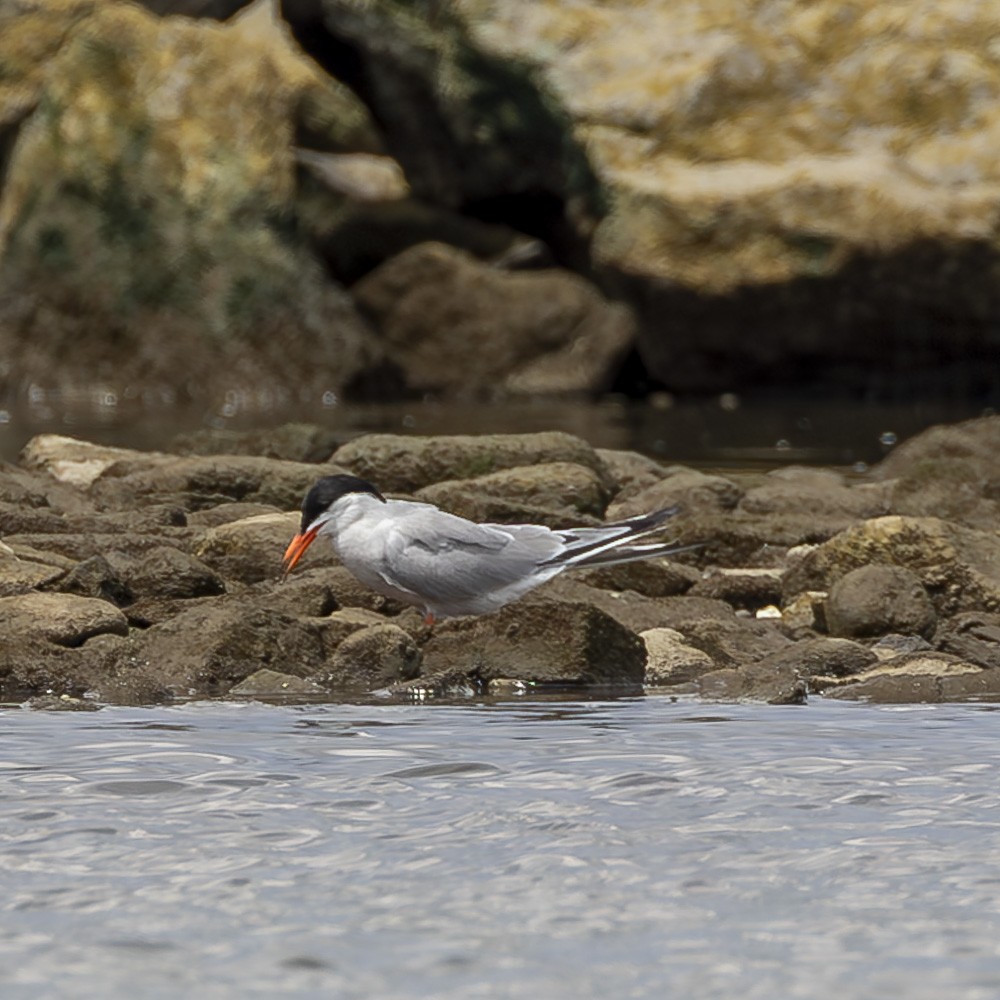 Forster's Tern - ML622050803