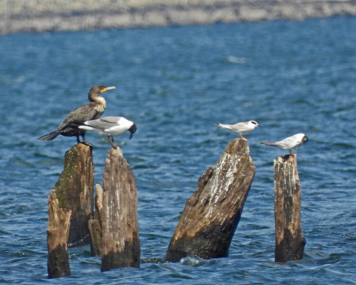 Double-crested Cormorant - ML622050804