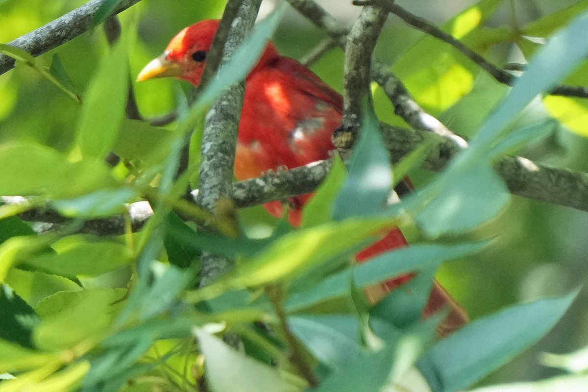 Summer Tanager - ML622050806