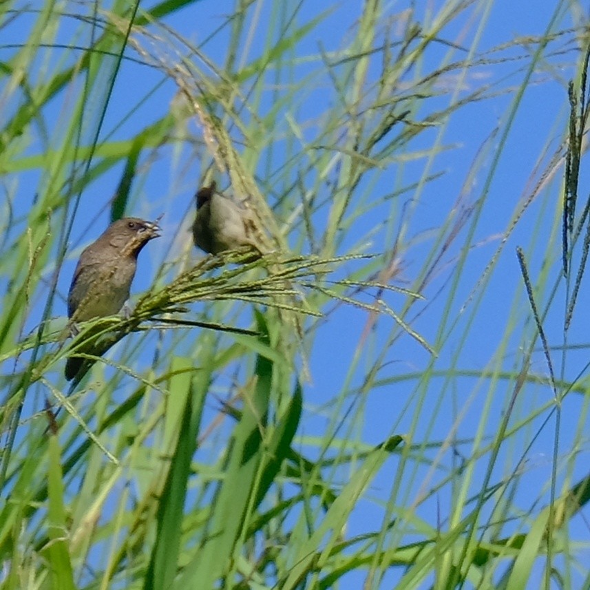 Scaly-breasted Munia - Kuan Chia Hsiu