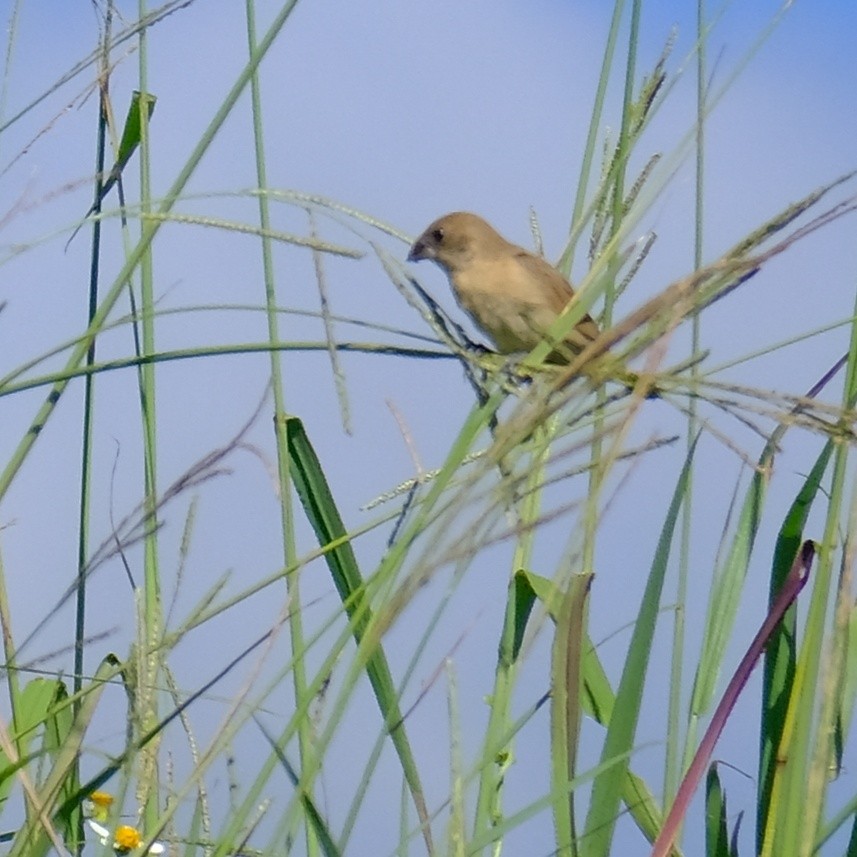 Scaly-breasted Munia - ML622050809