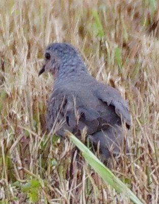 Common Ground Dove - ML622050810