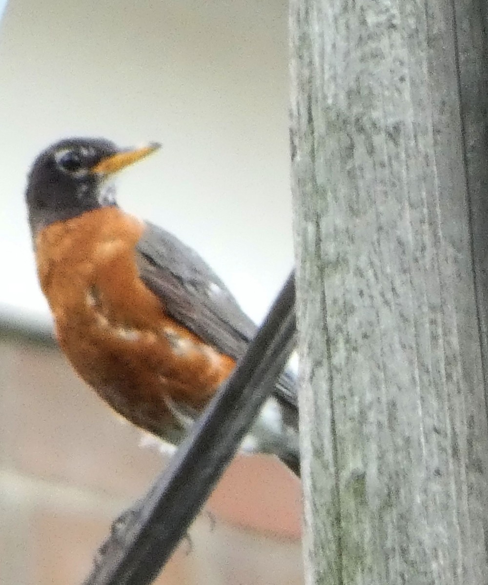 American Robin - ML622050811