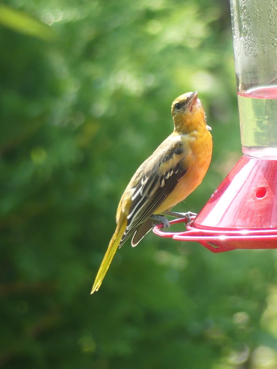 Baltimore Oriole - ML622050812