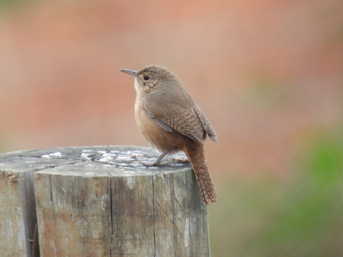 House Wren (Southern) - WILLIAM MACIEL