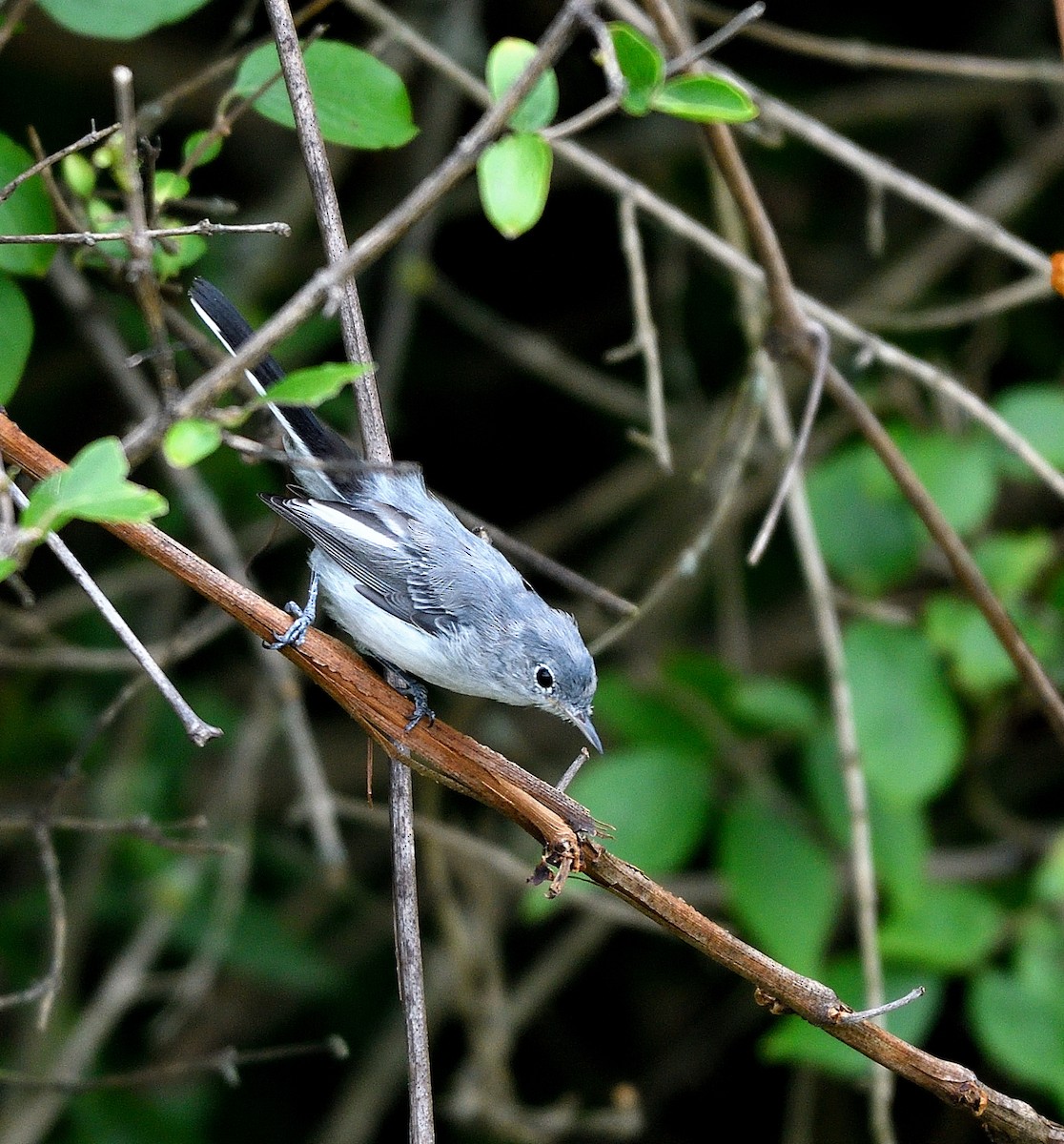 Blue-gray Gnatcatcher - ML622050838