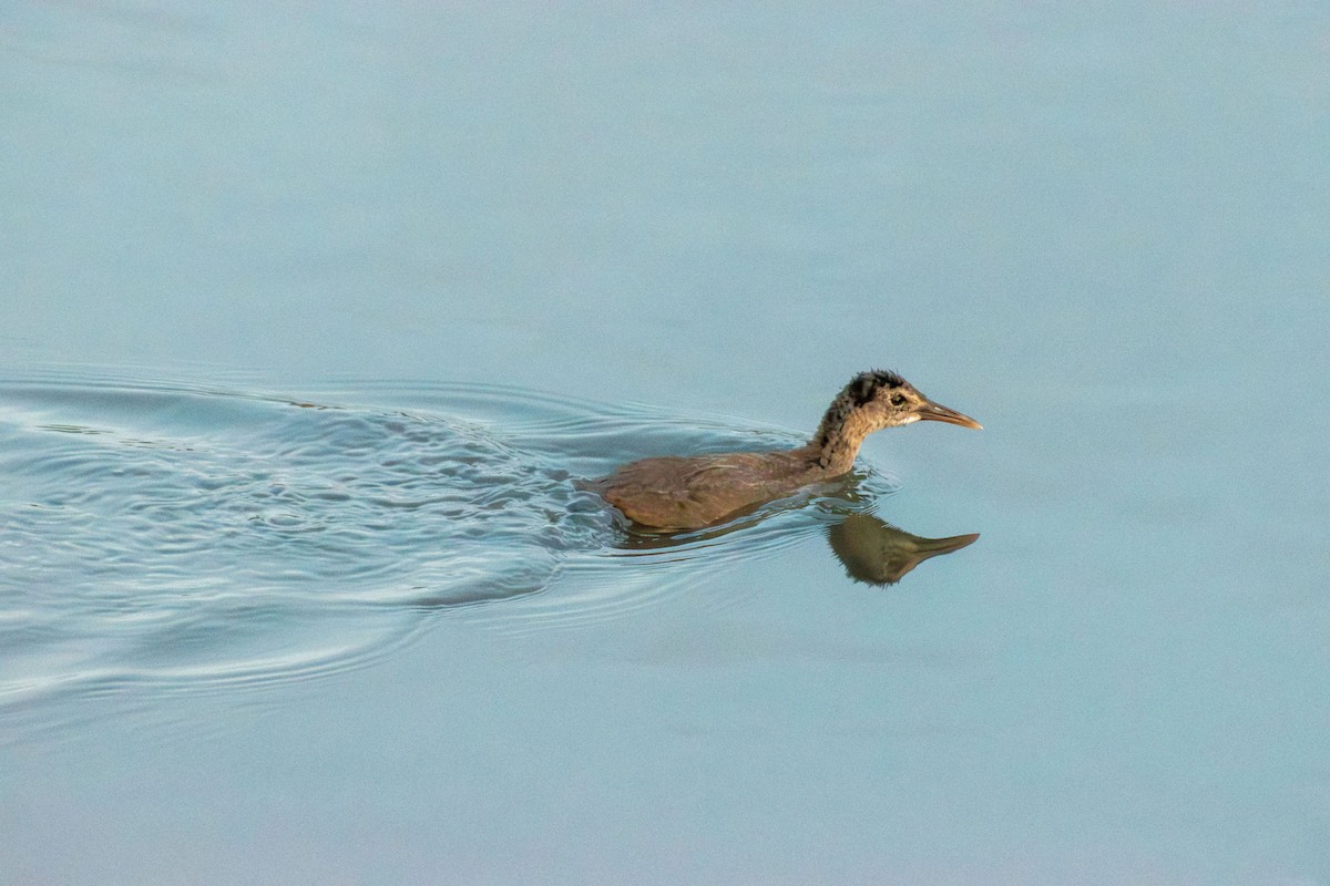 Clapper Rail - ML622050839