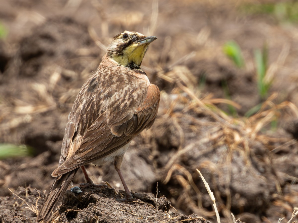 Horned Lark (Mexican) - ML622050841