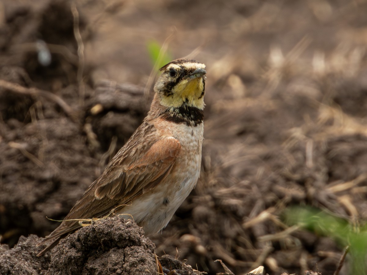 Horned Lark (Mexican) - ML622050842