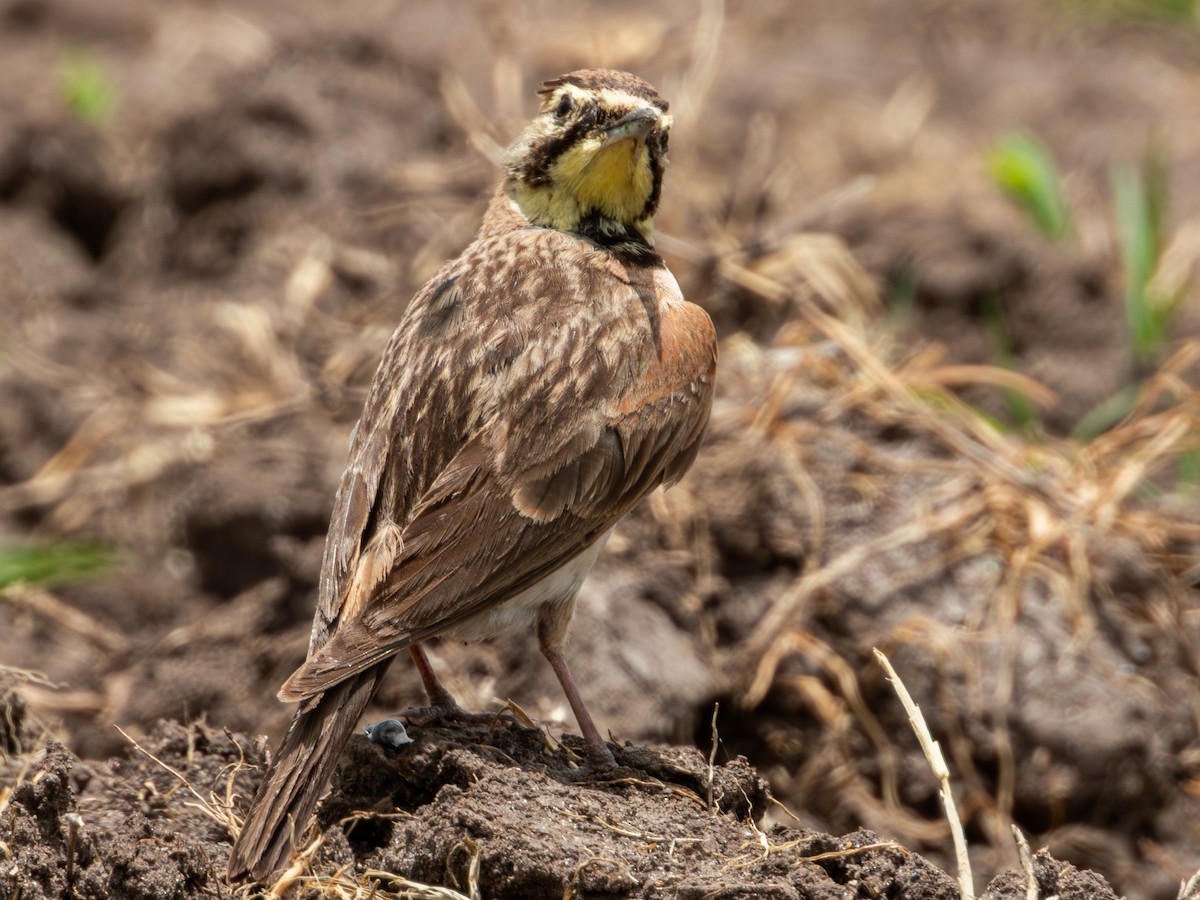 Horned Lark (Mexican) - ML622050843