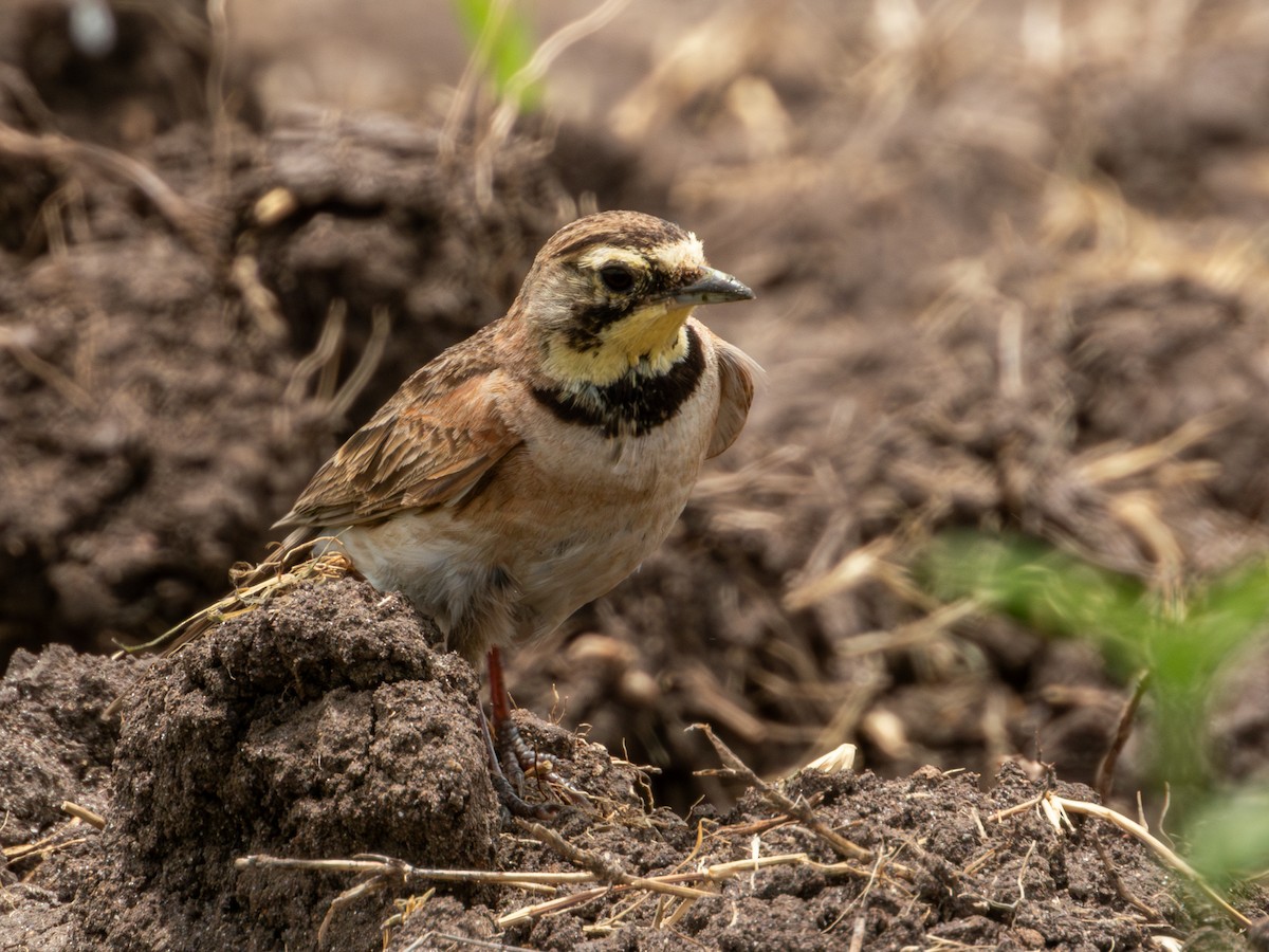 Horned Lark (Mexican) - ML622050844