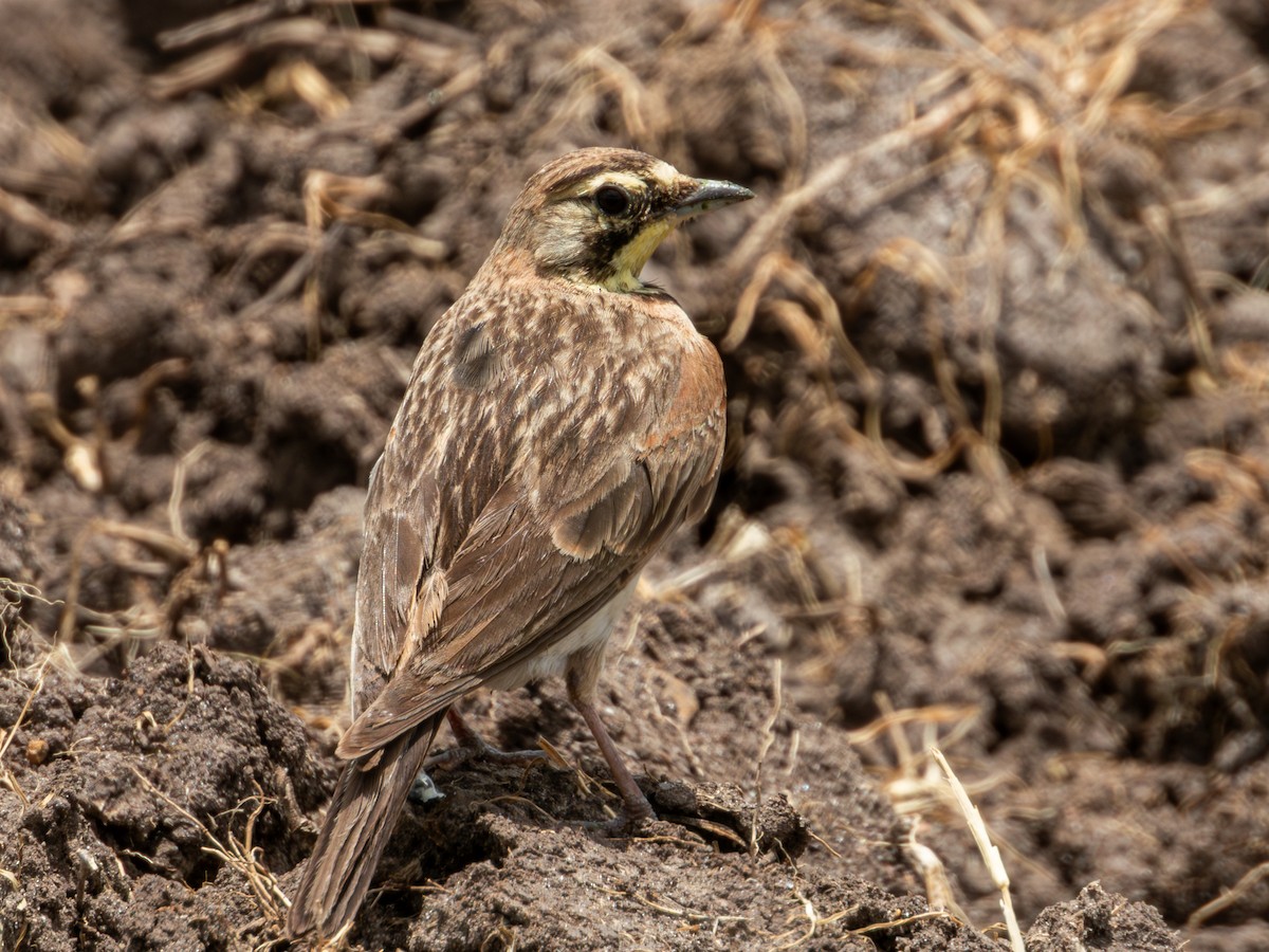 Horned Lark (Mexican) - ML622050845