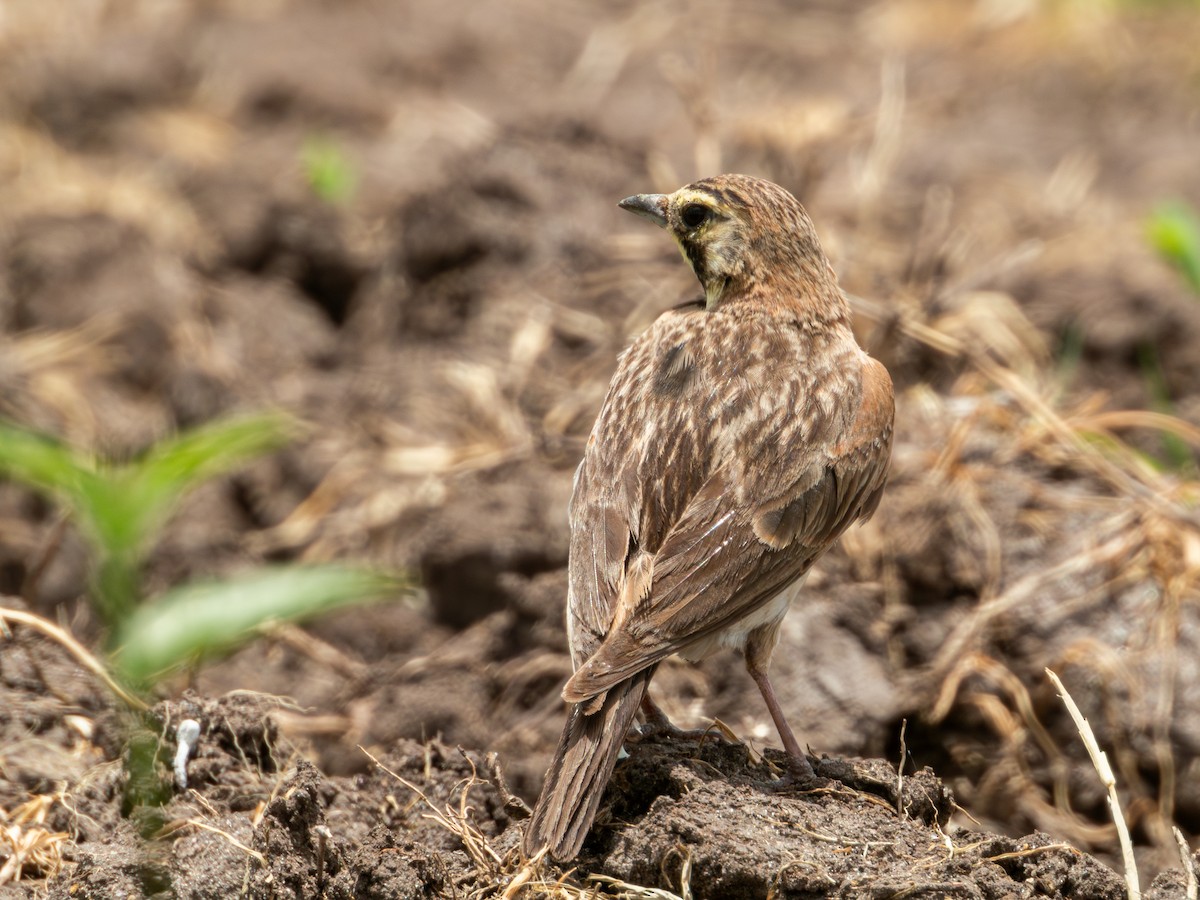 Horned Lark (Mexican) - ML622050846