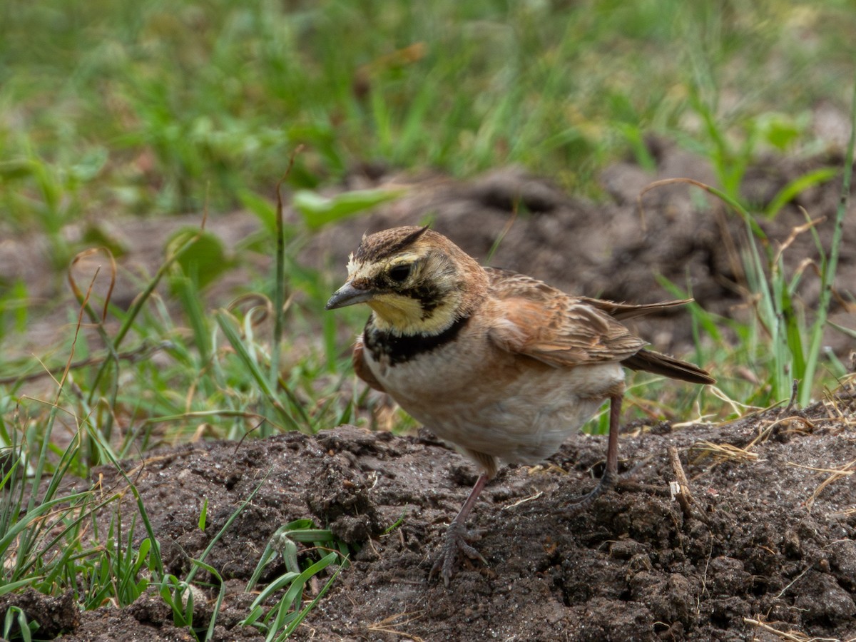 Horned Lark (Mexican) - ML622050847