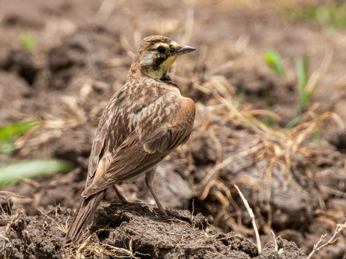 Horned Lark (Mexican) - ML622050849