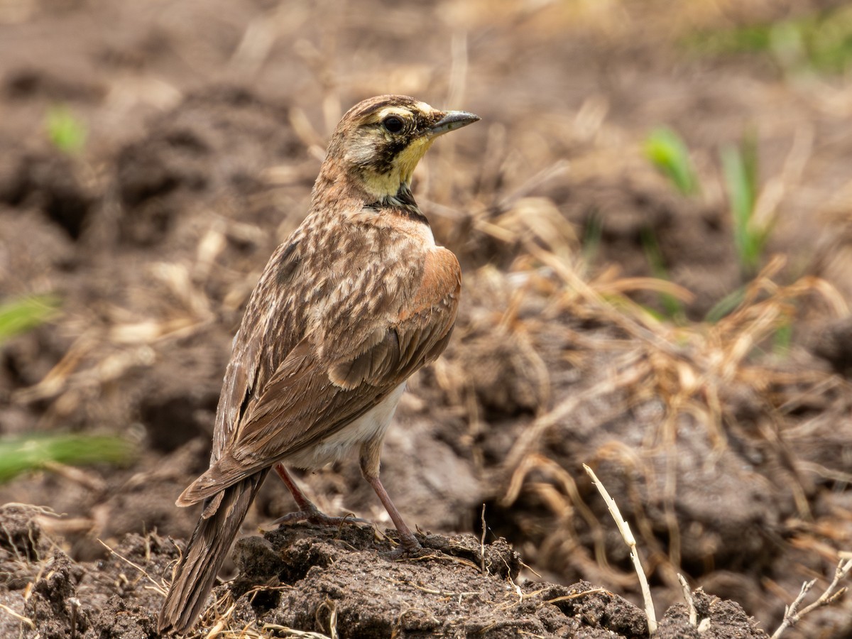 Horned Lark (Mexican) - ML622050853