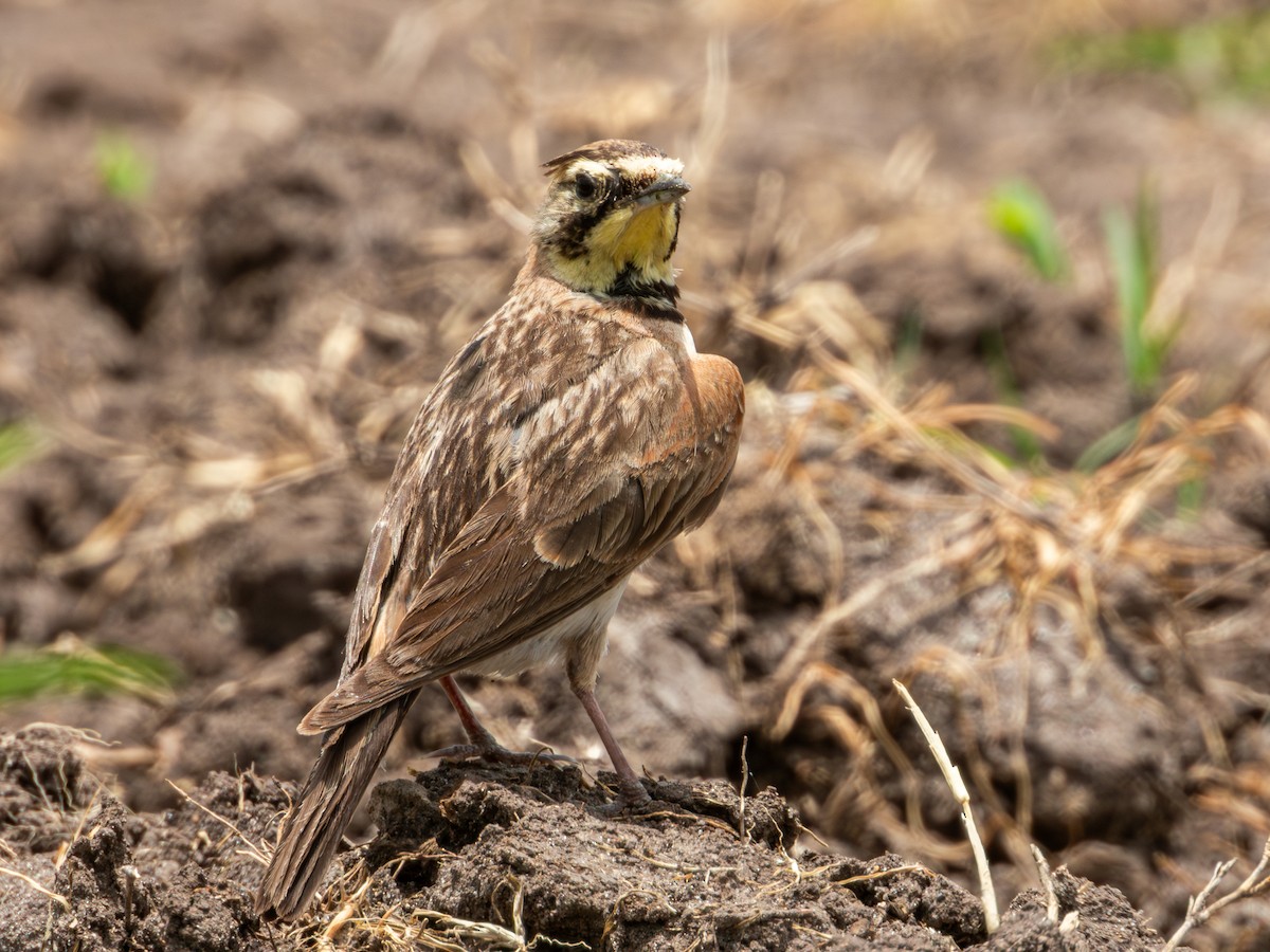 Horned Lark (Mexican) - ML622050854