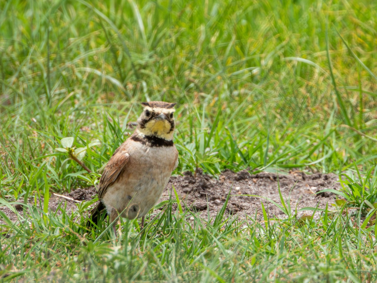 Horned Lark (Mexican) - ML622050855