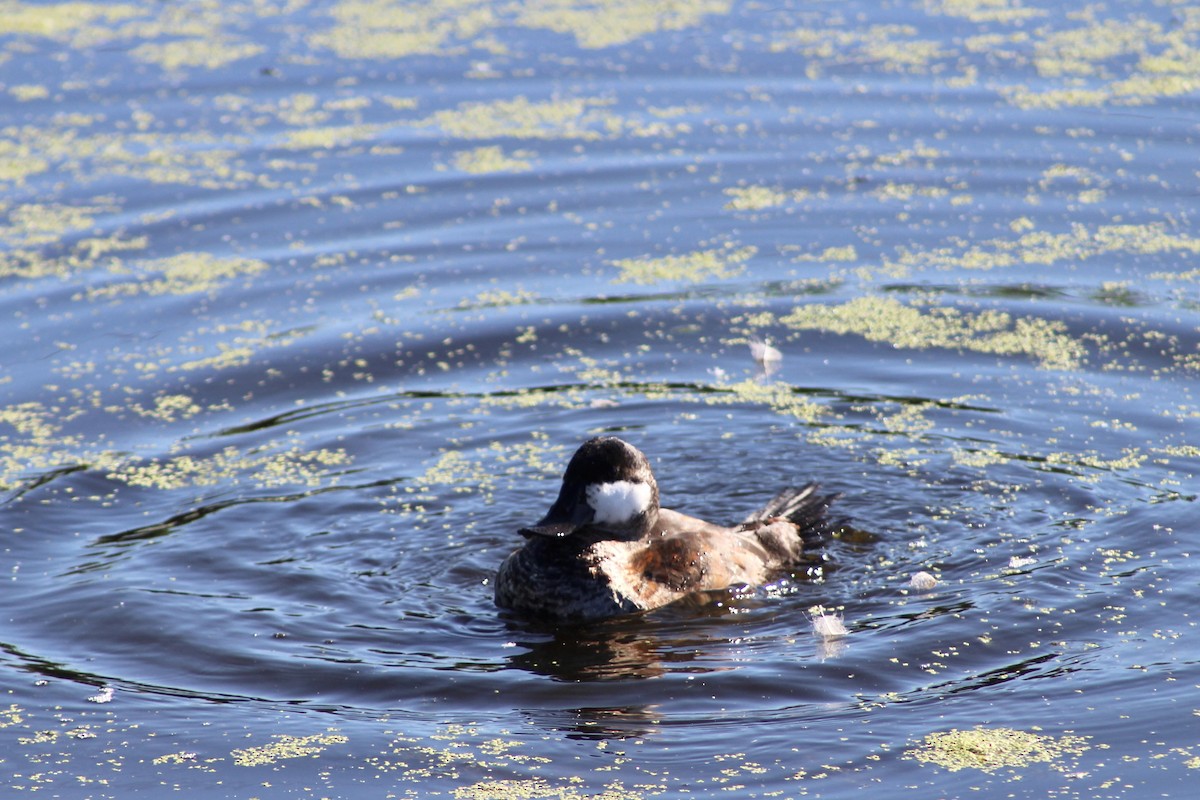 Ruddy Duck - ML622050861