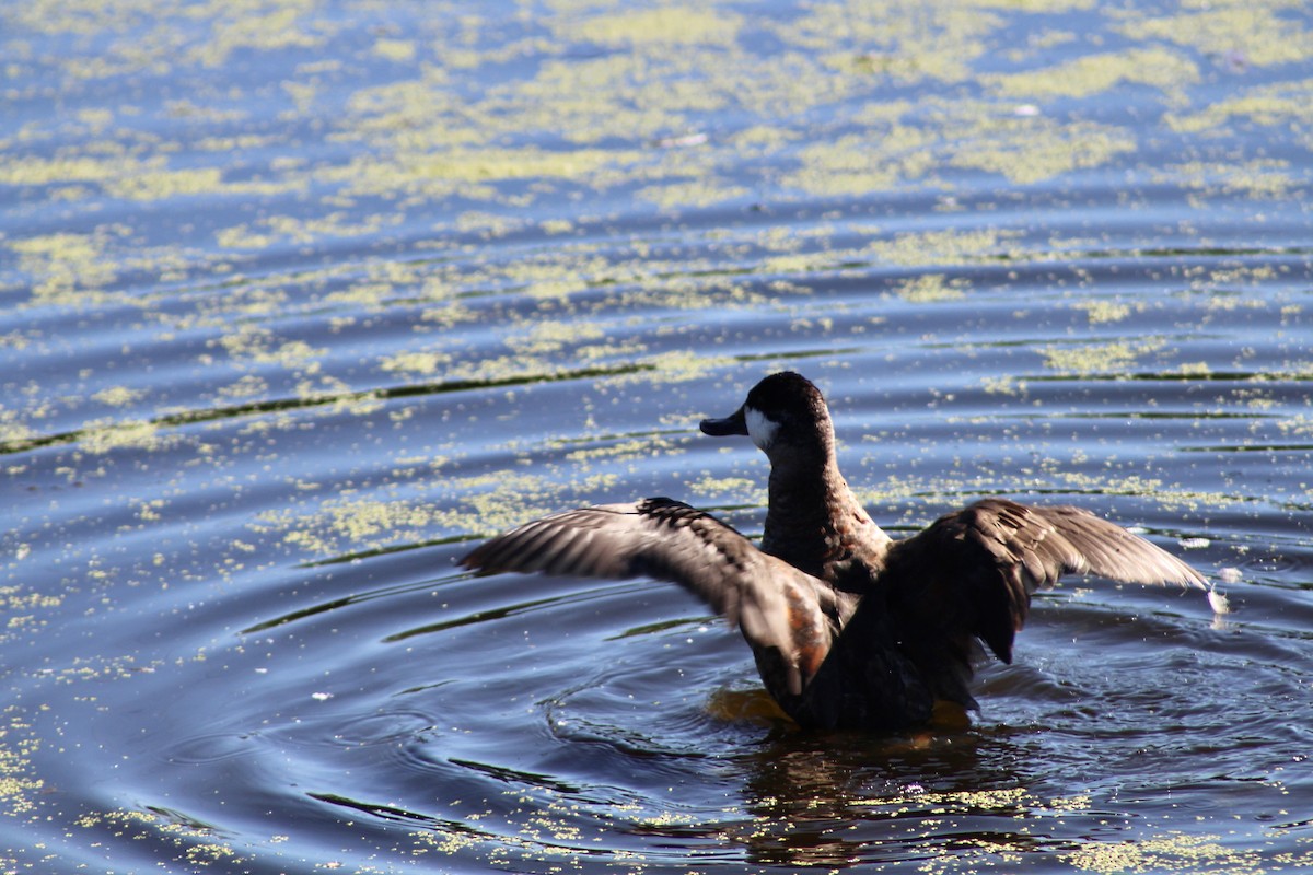 Ruddy Duck - ML622050863