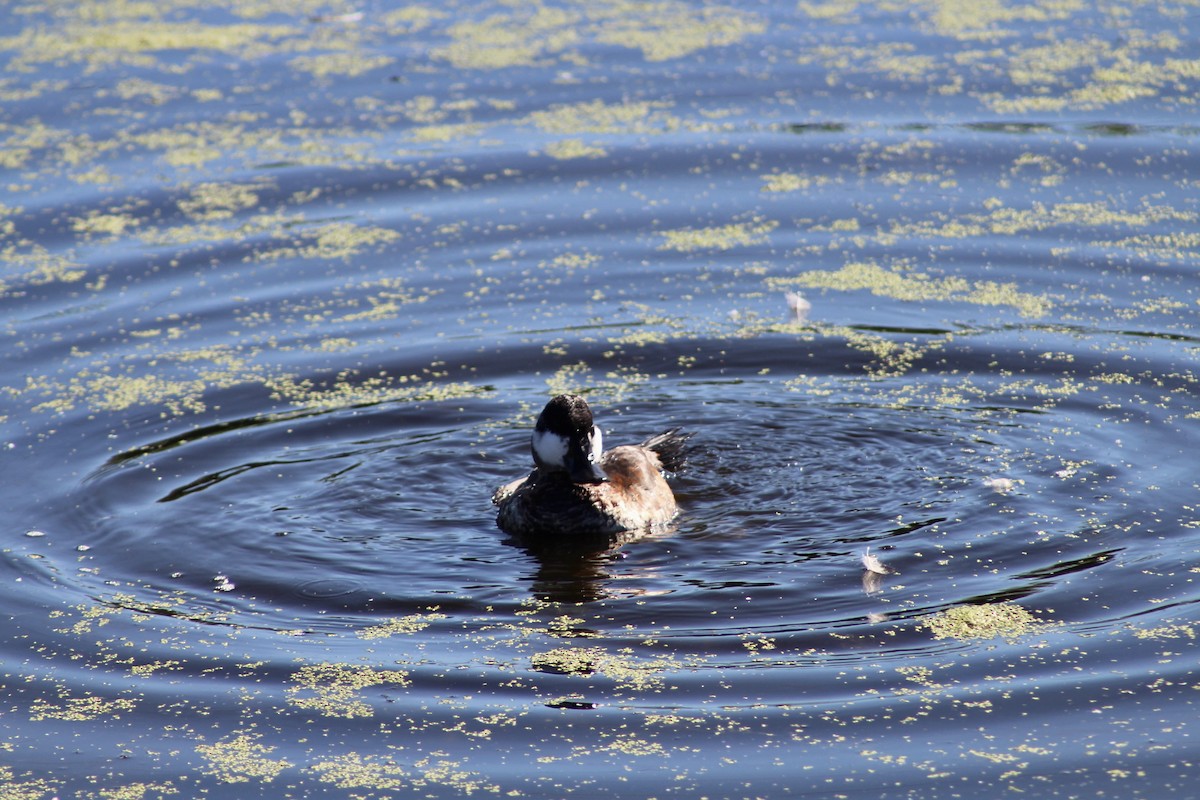 Ruddy Duck - ML622050864