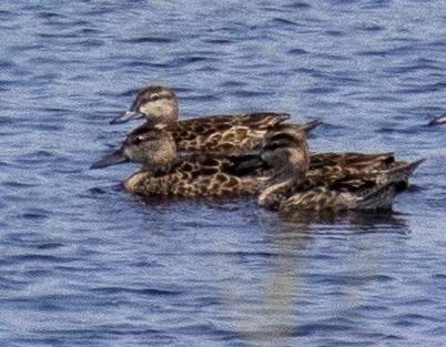 Blue-winged Teal - ML622050865