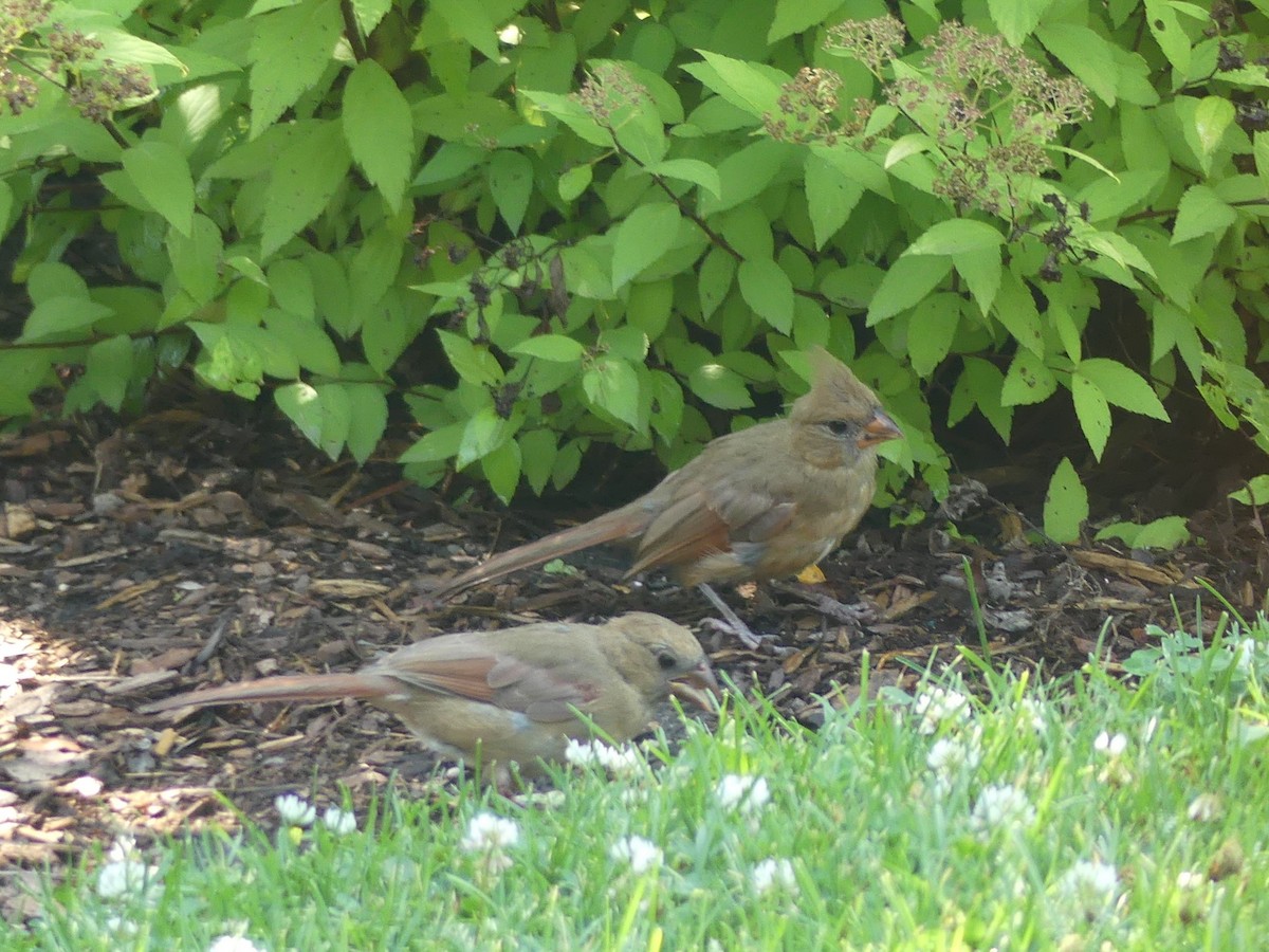 Northern Cardinal - ML622050866