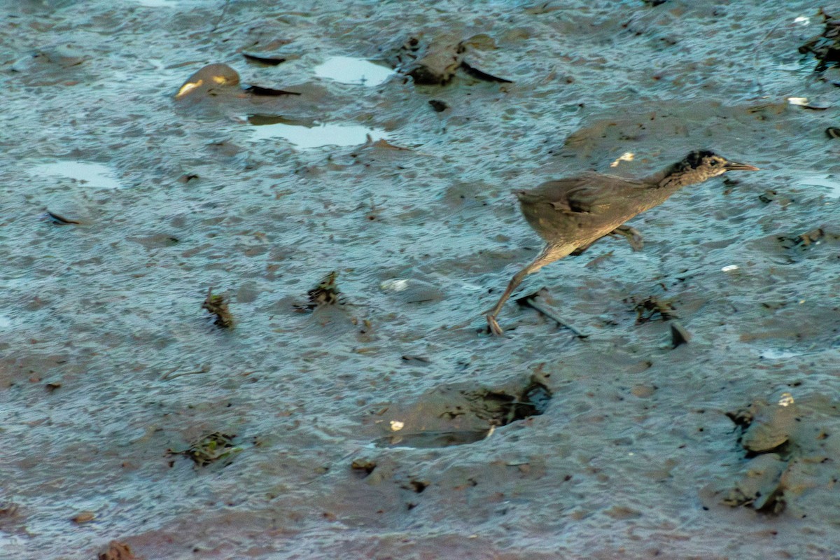 Clapper Rail - ML622050867