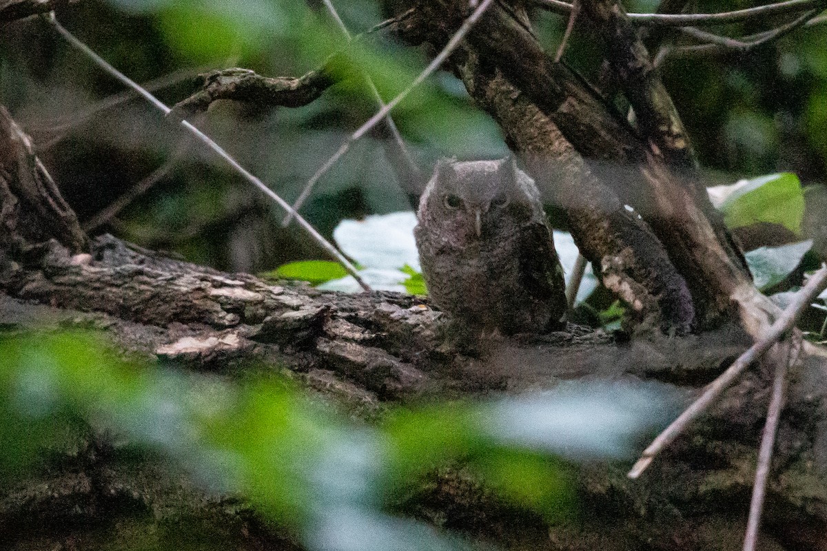 Eastern Screech-Owl - ML622050868