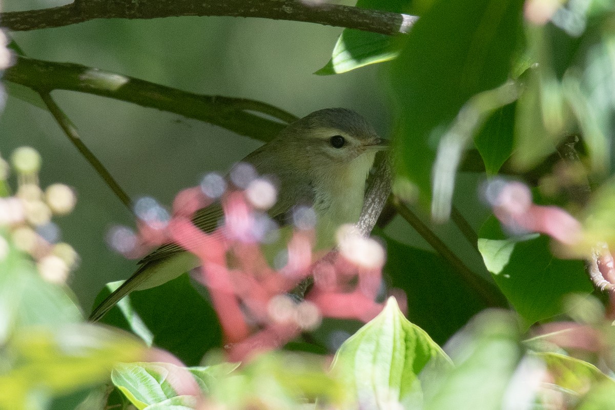 Warbling Vireo - ML622050869