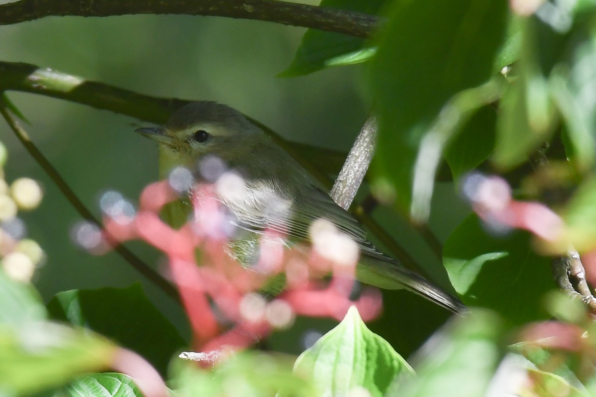 Warbling Vireo - ML622050870