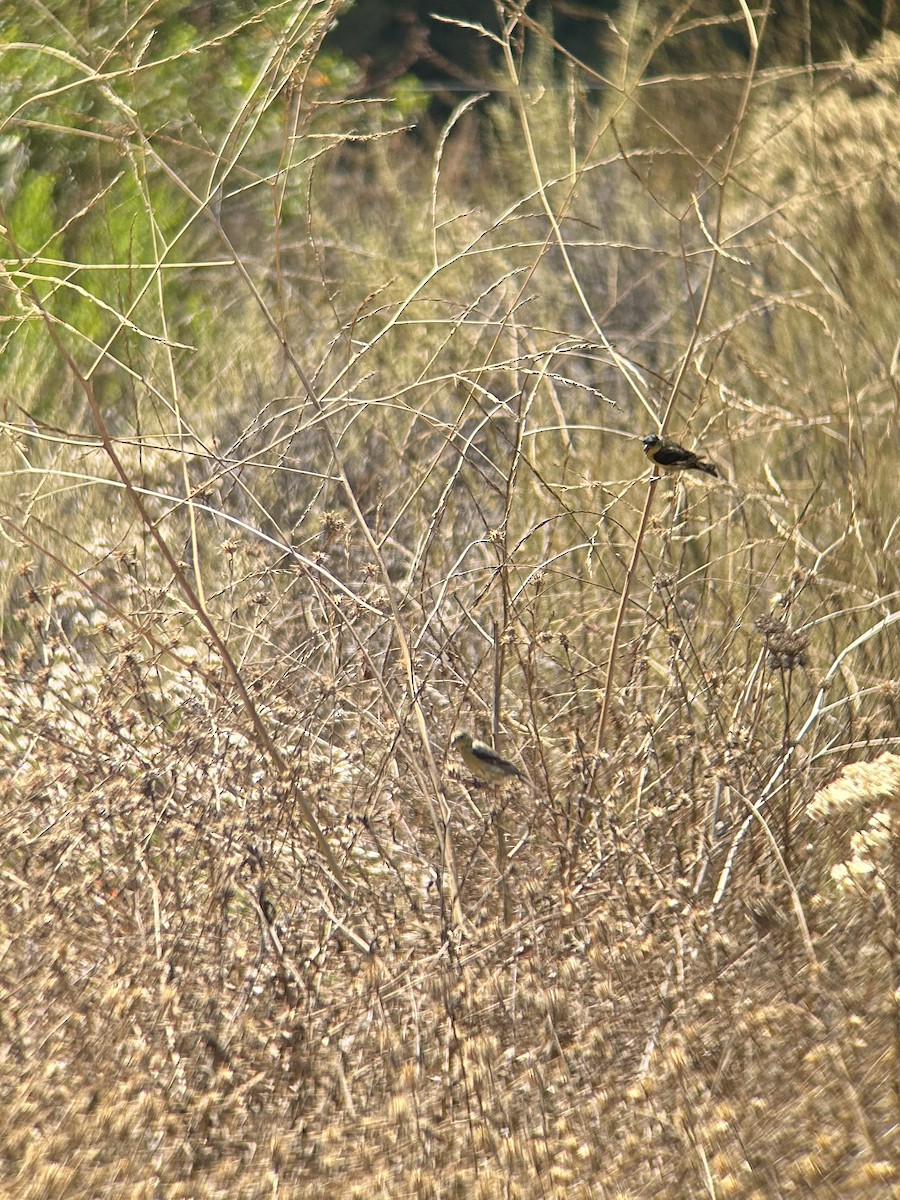 Lesser Goldfinch - ML622050872