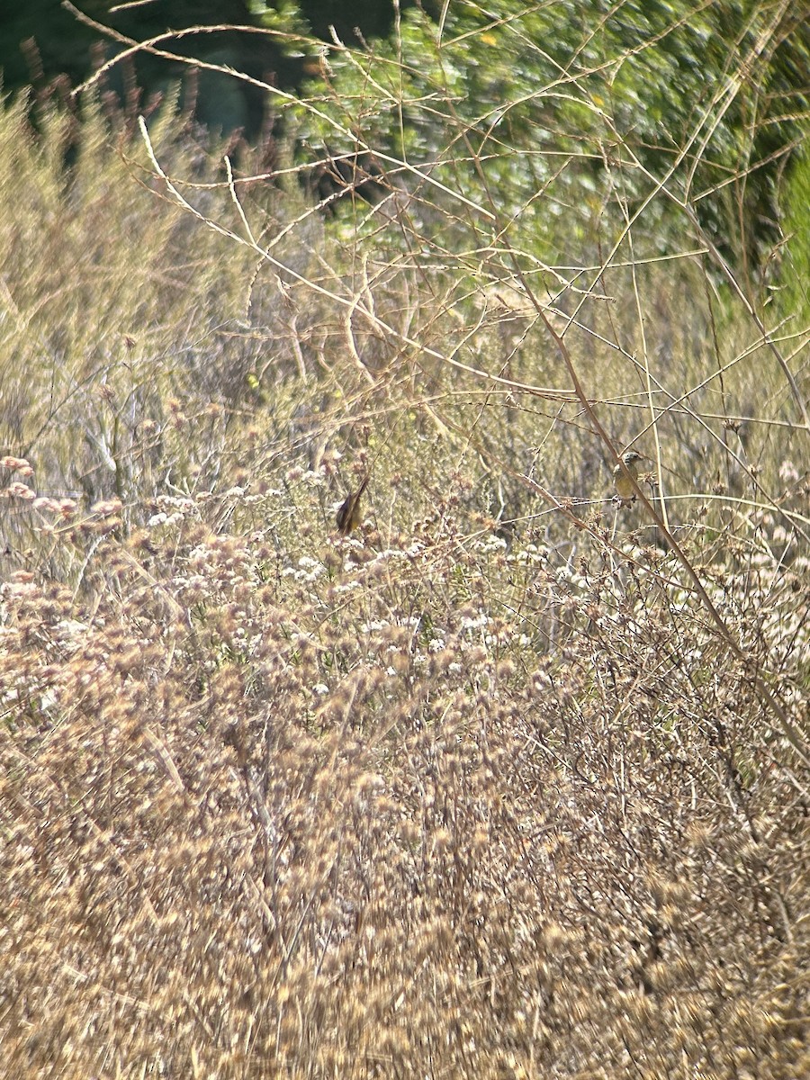 Lesser Goldfinch - ML622050873