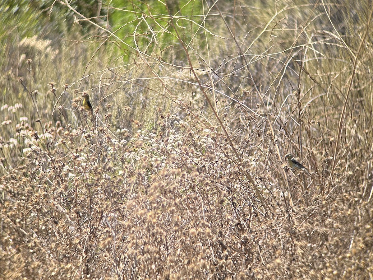 Lesser Goldfinch - ML622050874