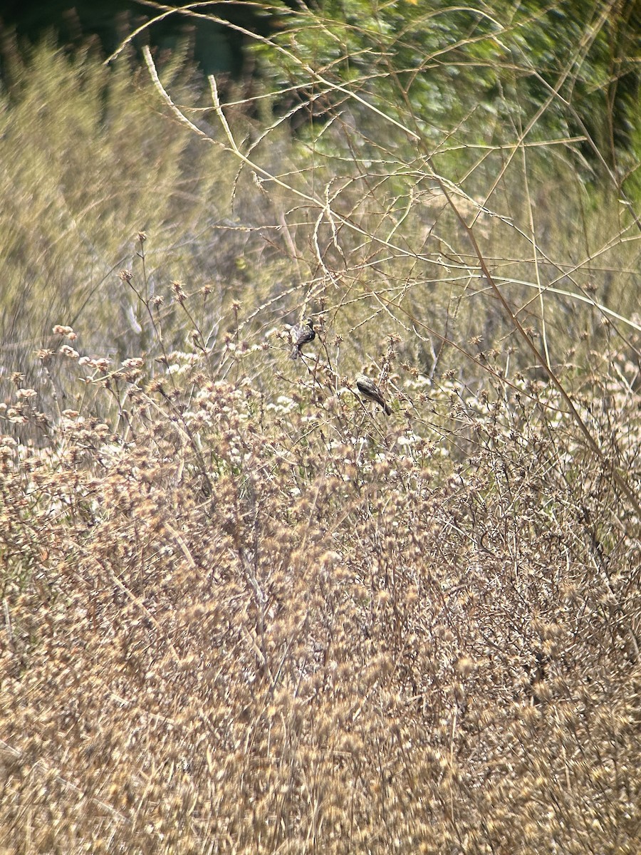 Lesser Goldfinch - ML622050876