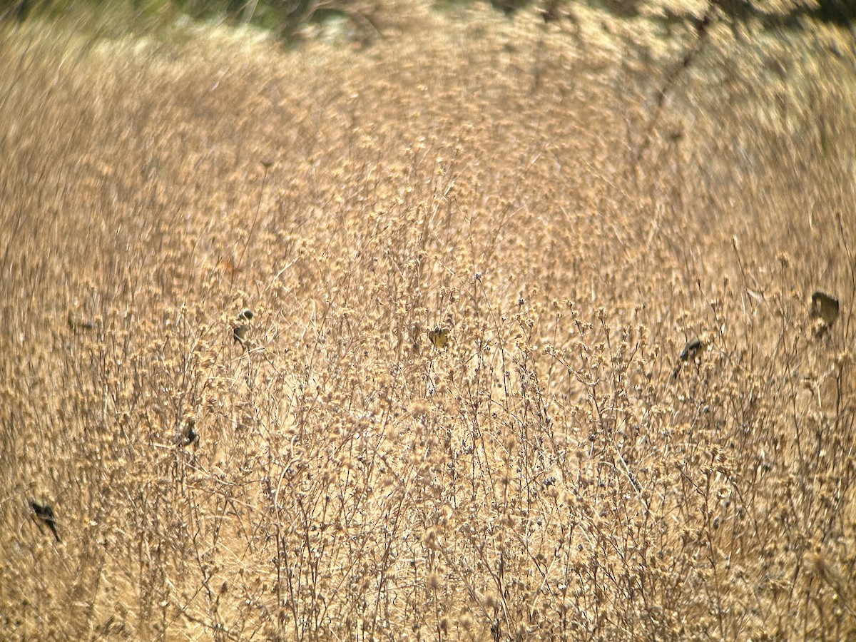 Lesser Goldfinch - ML622050877