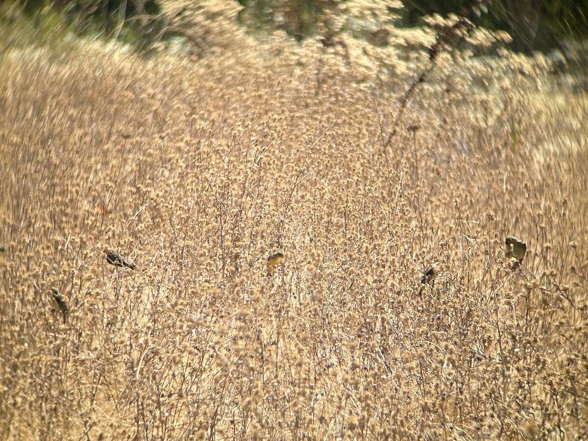 Lesser Goldfinch - ML622050878